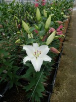 [5355 Queensland DJ No01.JPG]